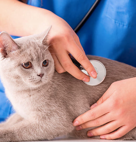 Atendimento Veterinário e seu diferencial